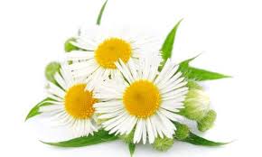 chamomile