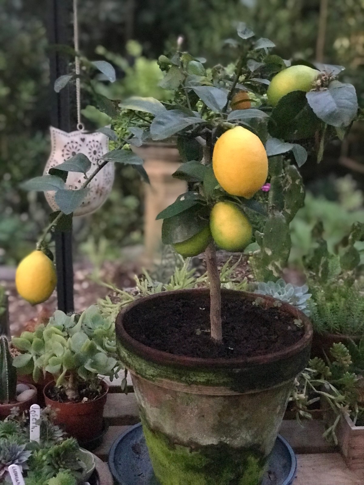 If life gives you lemons ; suck away I say! Why? Well they’re great for the skin! And&nbsp;more